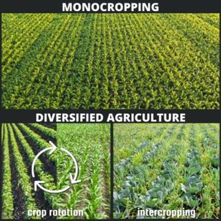 Modelling ecosystem services of diversified agriculture