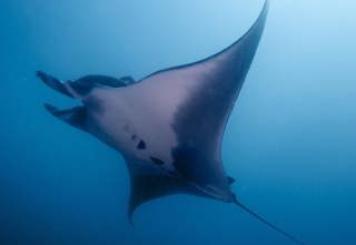 Wings of the Ocean: Manta Rays