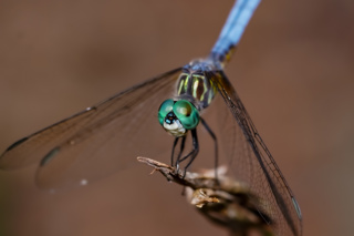 Ep. 180 Dragonflies on Your Property