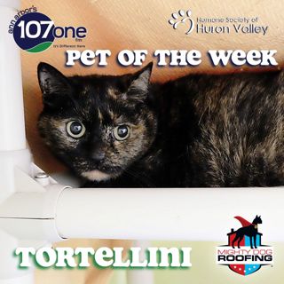 a2VV: HSHV Pet of the Week 6/19/25