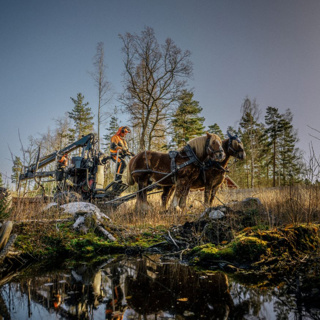Ett riktigt hästjobb i skogen