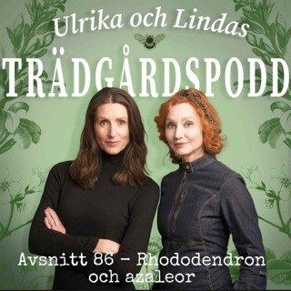 Avsnitt 86 - Rhododendron och azaleor