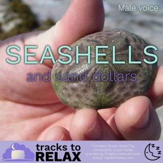 Seashells and Sand Dollars - Beachy Sleep Meditation