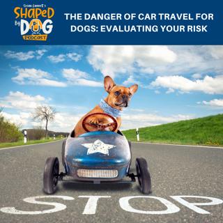 The Danger Of Car Travel For Dogs: Evaluating Your Risk #164