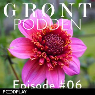 #06 Kickstart av georginer og begonia