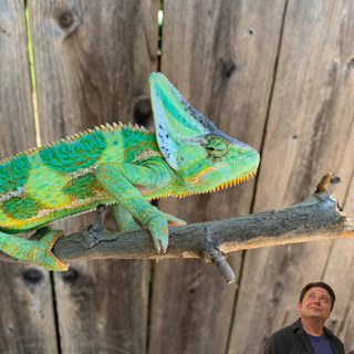 Veiled Chameleon Care Summary