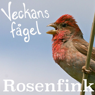 Rosenfink