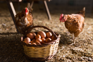 Ep. 150 What Can Chickens Eat?