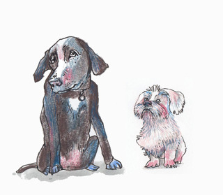 Så ger du din hund självförtroende - med Jessica Mann DEL 1