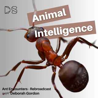 Ant Encounters