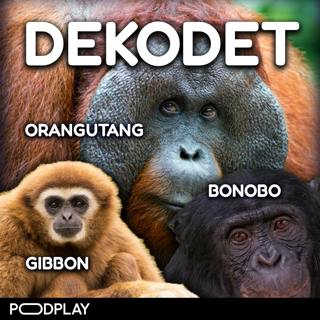 #108 - Snodige primater (1:3). Gibbon, Orangutang, Bonobo.