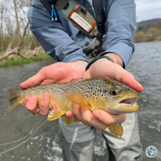 S7, Ep 43: Hatches and High Waters: The Central PA Fishing Scene with George Costa