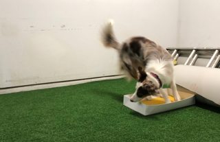 214: Thinking vs Action in Dog Agility Training