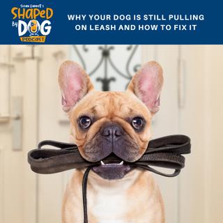 Why Your Dog Is Still Pulling on Leash And How To Fix It #73
