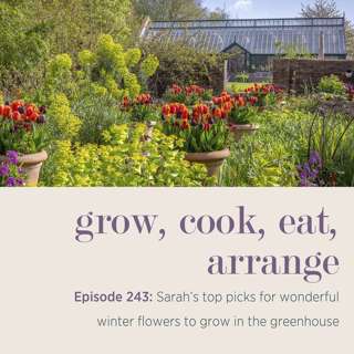 Sarah's top picks for wonderful winter flowers to grow in the greenhouse - Episode 243