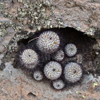 Guanajuato, Mexico Recap Part 2 - Floristic Affinities & Biogeography