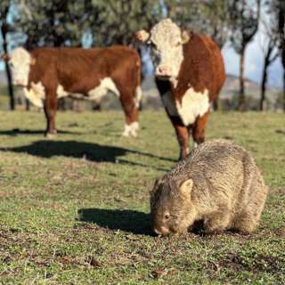 Ep 4: The Farm Mudgegonga _ Farming