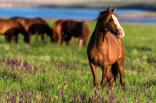 Ep. 163 Work Horse Breeds for Farmsteading and Forestry