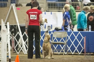 269: Frustration Barking in Agility