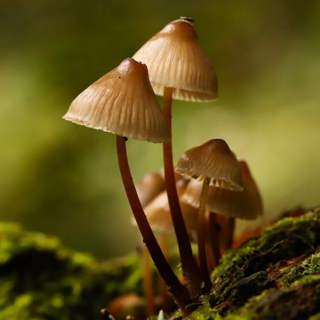 From Mushrooms to Matrix Planting: Exploring Nature’s Design