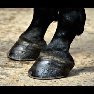 Hoof Health From a (Mostly) Dietary Standpoint