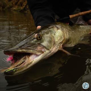 S8, Ep 77: From Smallmouth to Musky: Matt Reilly's Guide to Southwest Virginia's Fall Fishing