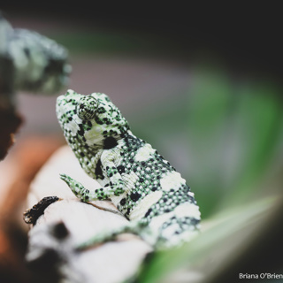 109: Meller's Chameleons Part 2 - Husbandry