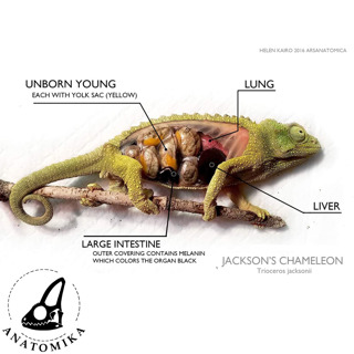 97: Perspectives from Chameleon Anatomy