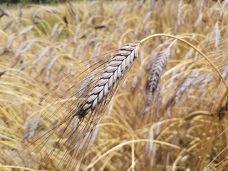 Ep. 117 Stewarding Heirloom Wheats