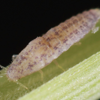 A New Scale Insect with Lily Deeter