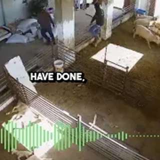 KILLING LAMBS IN THE WEST BANK
