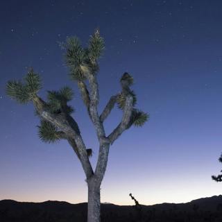 Surviving the desert at Joshua Tree National Park