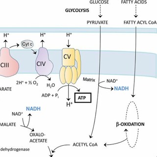 Watts Doc #32: What Is Aerobic? Fats vs Carbs