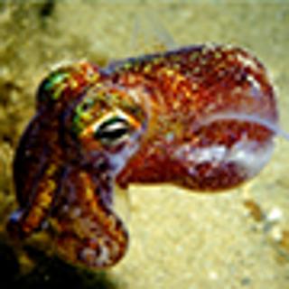 Bacterial symbiosis with bobtail squid