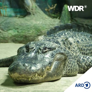 Saturn. Ein Alligator klagt an - Vom Mississippi nach Moskau