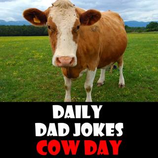 Cow Appreciation Day! Terri-bull dad jokes! 11 July 2025