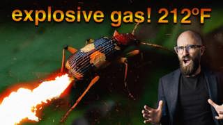 The Incredible Flame Thrower Packing Insect