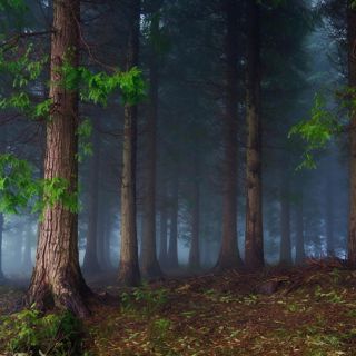 Heavy Forest Rain - 10 Hours Sleep Sound