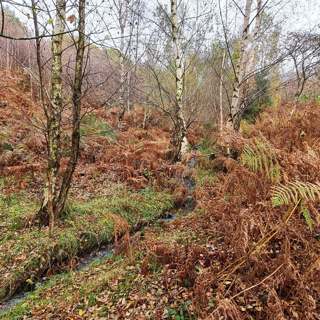 262 Night stream at West Quantoxhead (sheep sleep safe)