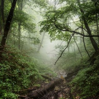 Rethinking the "wood wide web"