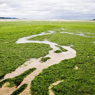 ‘I couldn’t breathe’: the sinister spread of France’s killer seaweed