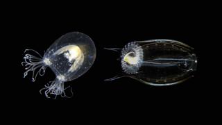To solve old problems, study new species | Alejandro Sánchez Alvarado