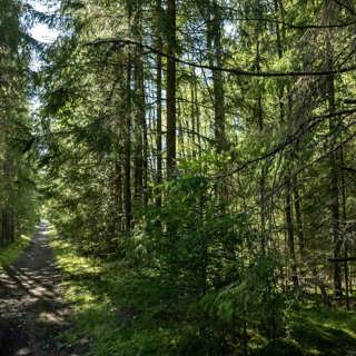 Skogsägare väljer bort monokulturer för att rädda biologisk mångfald