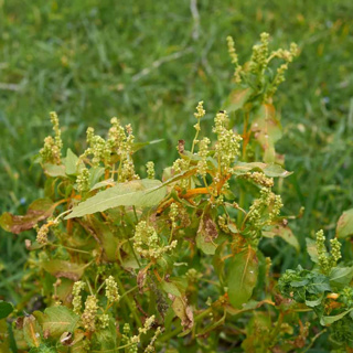 Herbivores can cause dioecious plants to partly swap sex