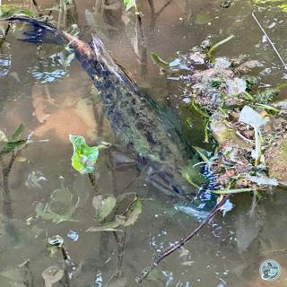 S8, Ep 39: High Water Strategies: Captain Brian Shumaker's Pennsylvania Smallmouth Insights