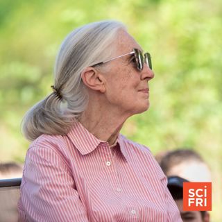 Jane Goodall On Life Among Chimpanzees