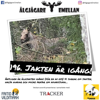 196. Äntligen är jakten igång!