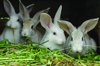 Audio Article: Raising Rabbits in Colonies