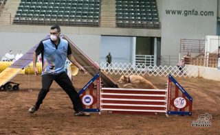 255: Wearing Masks in Dog Agility
