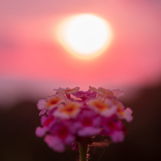 Nisargadatta ~ The Power of Love ~ Advaita